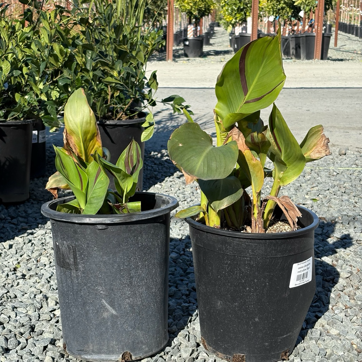 Cleopatra Canna Lily 