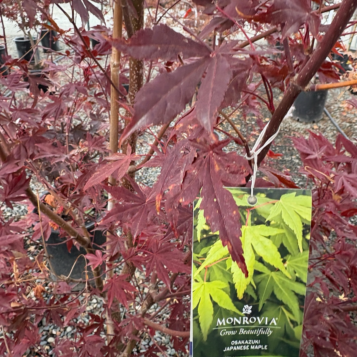 Osakazuki Japanese Maple