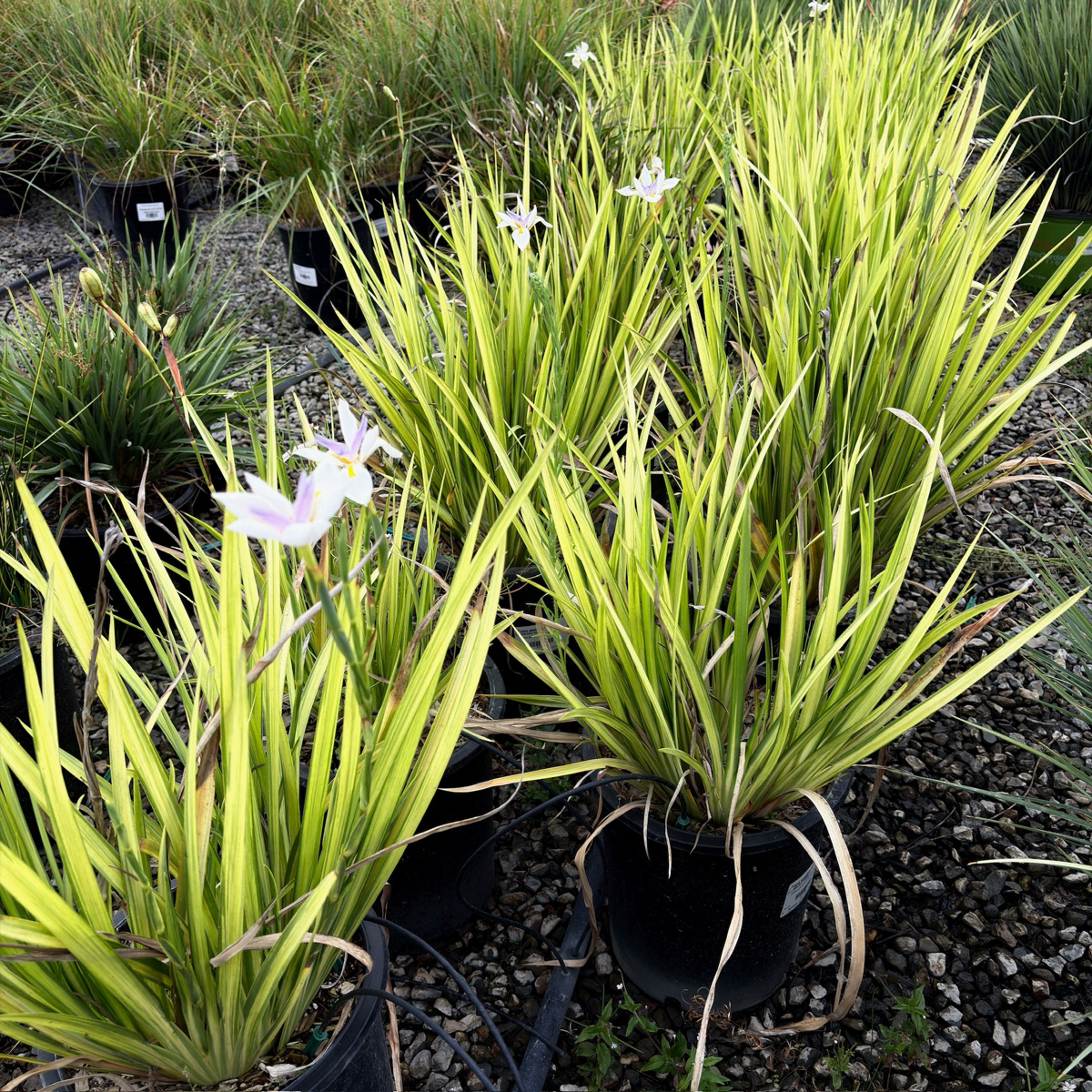 非洲鸢尾-日光条纹