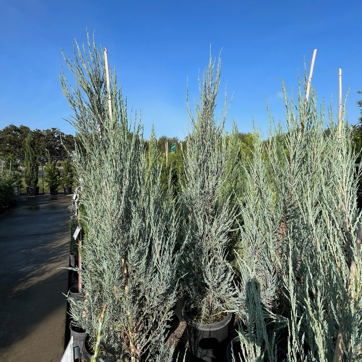 Skyrocket Juniper