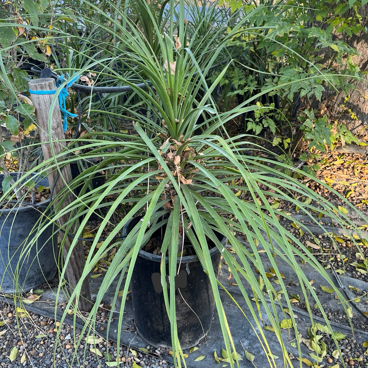Pony Tail  Palm