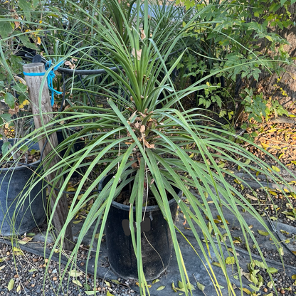 Bottle Orchid-Ponytail Palm