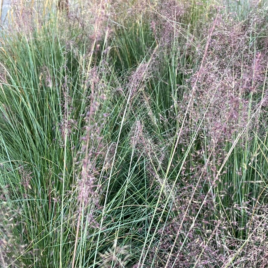 Pink Muhly Grass