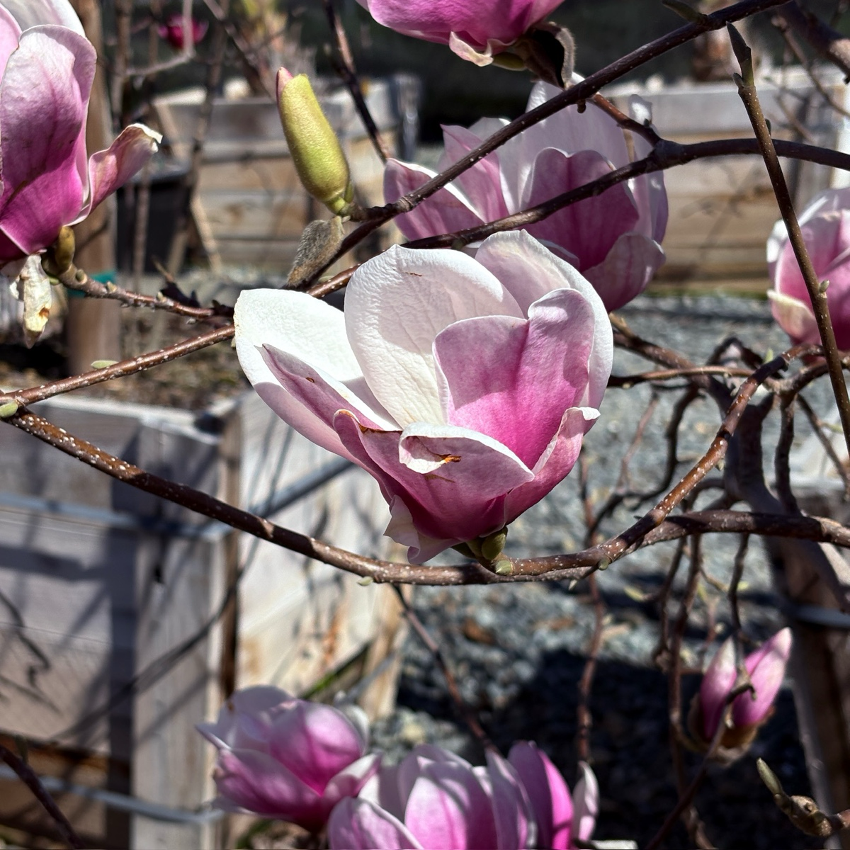 Saucer Magnolia, Tulip Tree