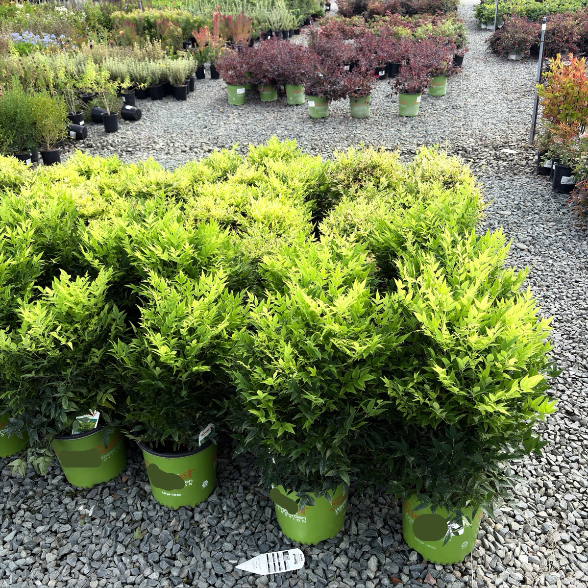 Lemon Lime Heavenly Bamboo