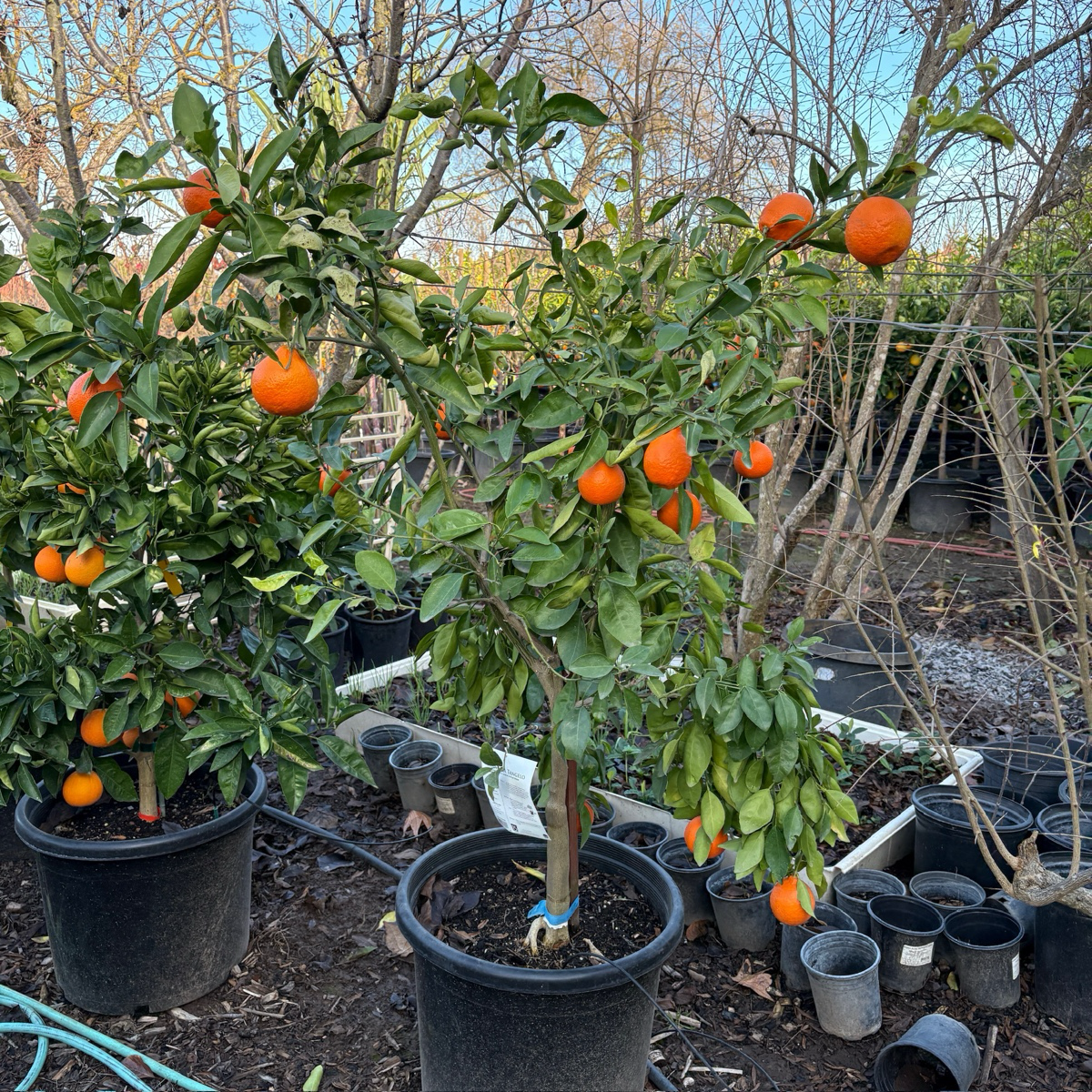 Minneola Tangelo、Honeybell orange