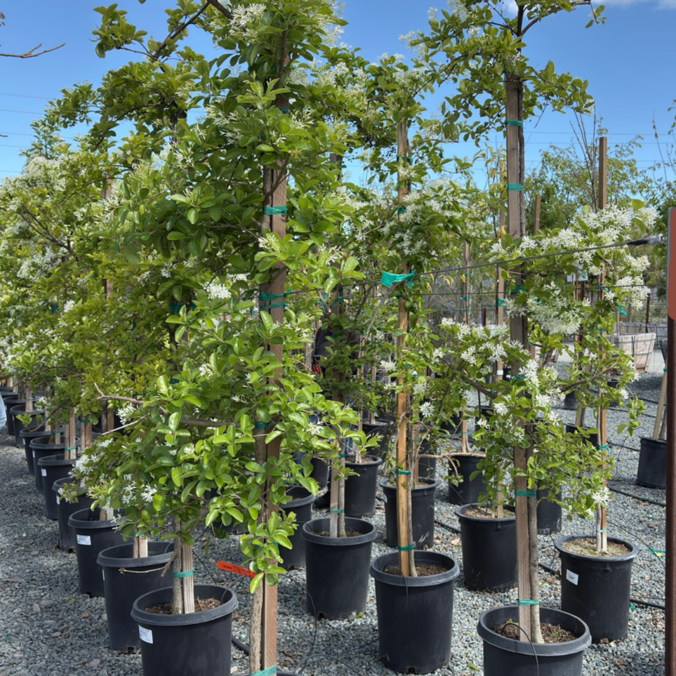 Chinese Fringe Tree