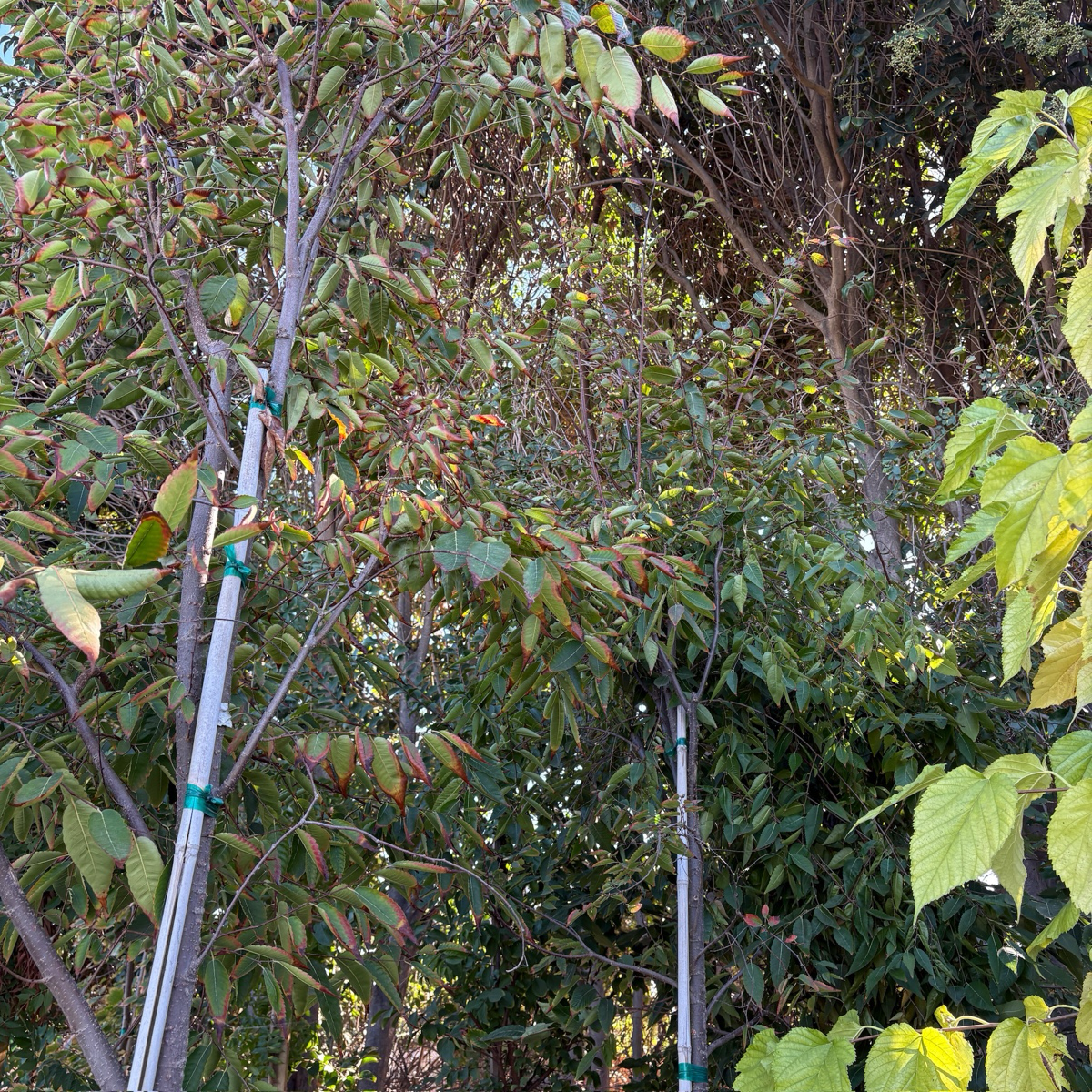 Sawleaf Zelkova