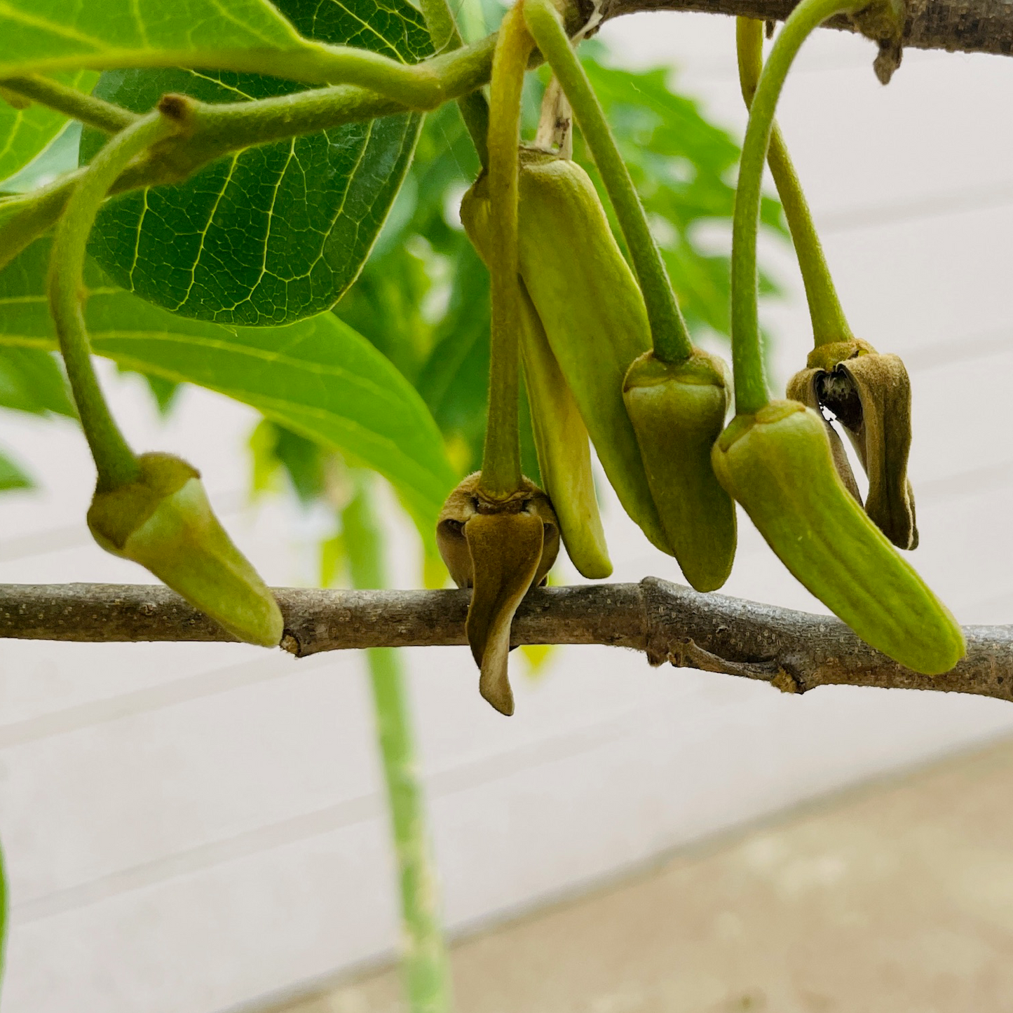 Sugar Apple Tree - Red Sugar Apple