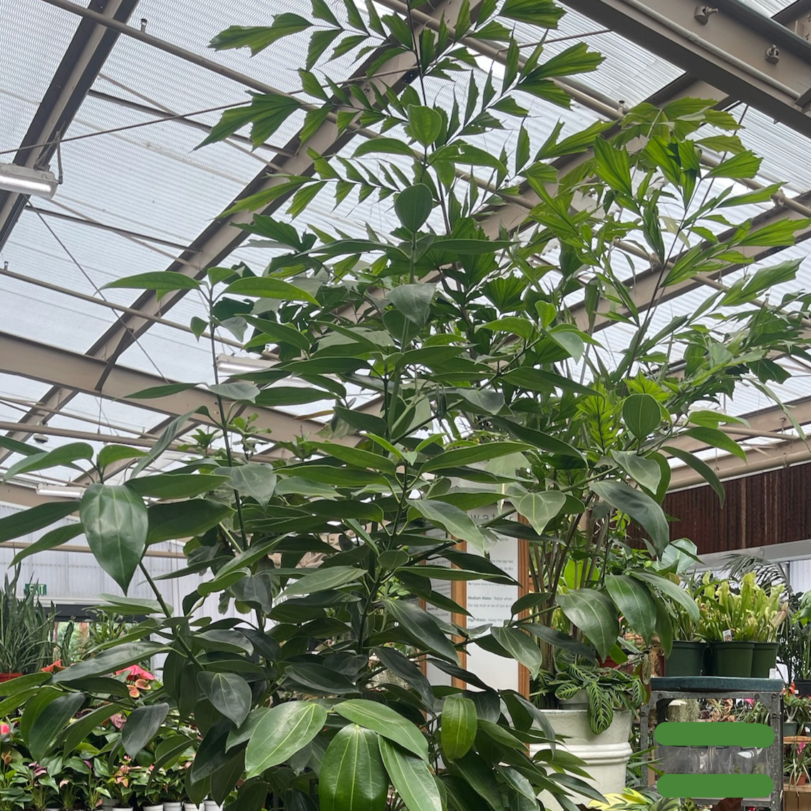 Cinnamon Tree