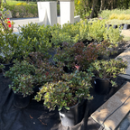 Clara white Indian Hawthorn