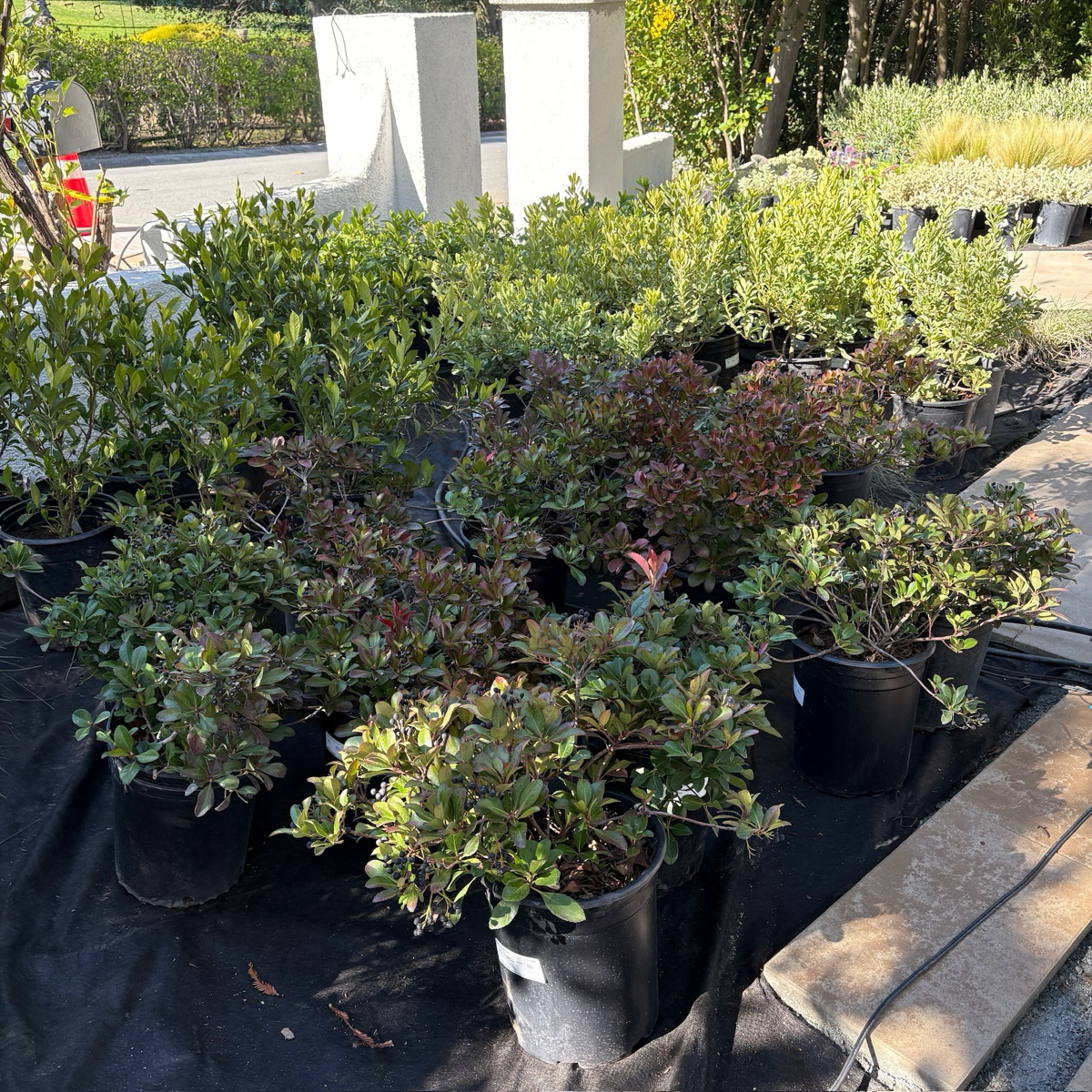 Clara white Indian Hawthorn