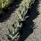 Variegated Century Plant