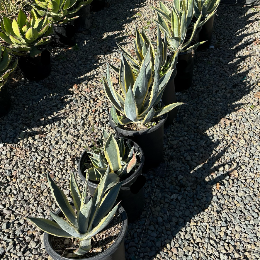 世纪金边龙舌兰