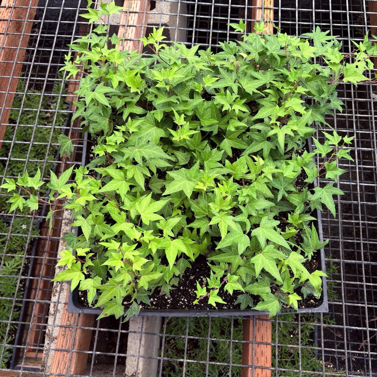 English Ivy