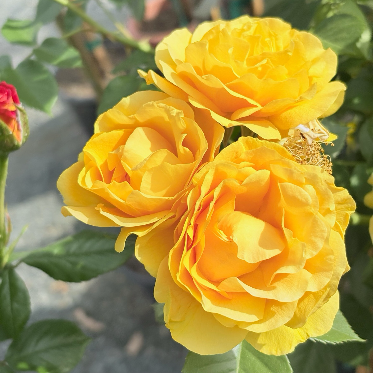 Julia Child Rose