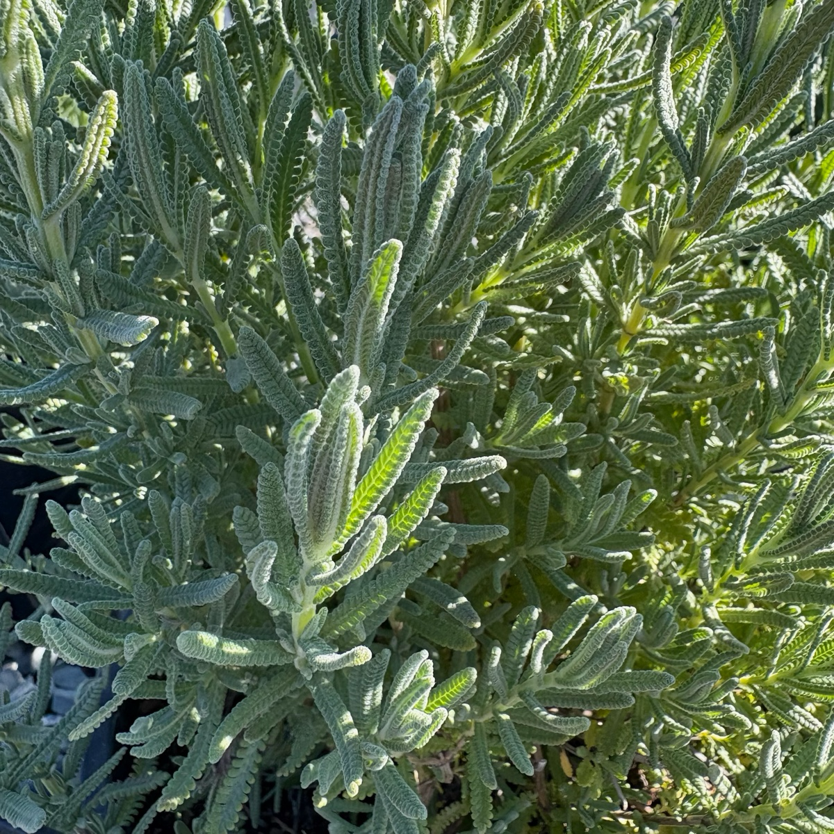 Meerlo Lavender