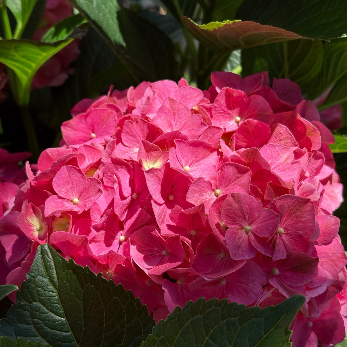 White Bigleaf Hydrangea