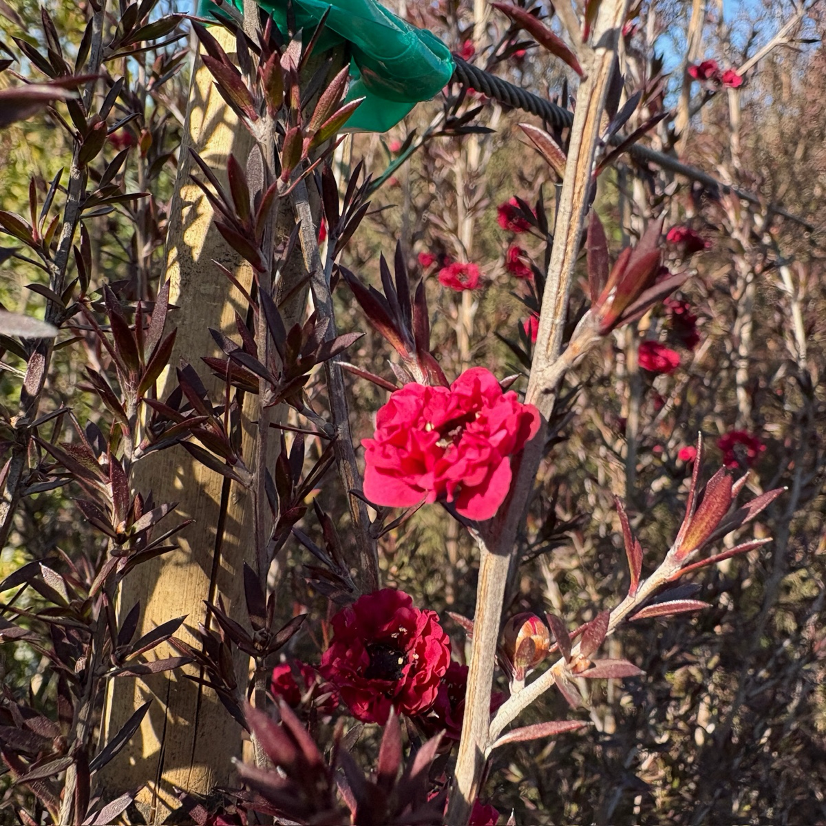 Ruby Glow New Zealand Tea Tree