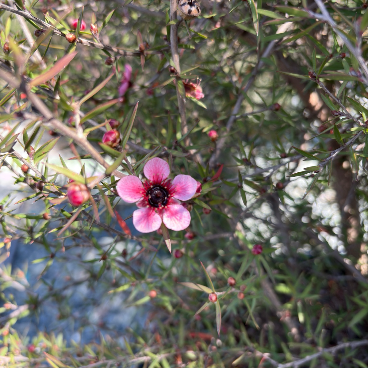 Hel Strybing New Zealand Tea Tree