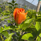 Santana Tropical Hibiscus