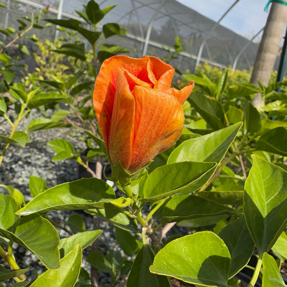 朱槿花-彩色渐变