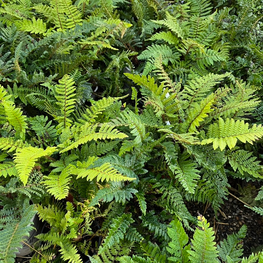 Japanese Tassel Fern