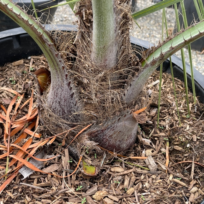 Pindo Palm
