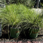 柠檬溅水罗曼草