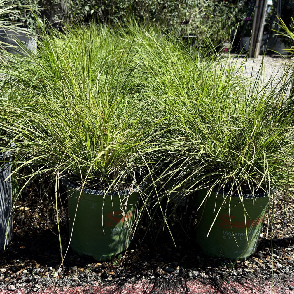 柠檬溅水罗曼草