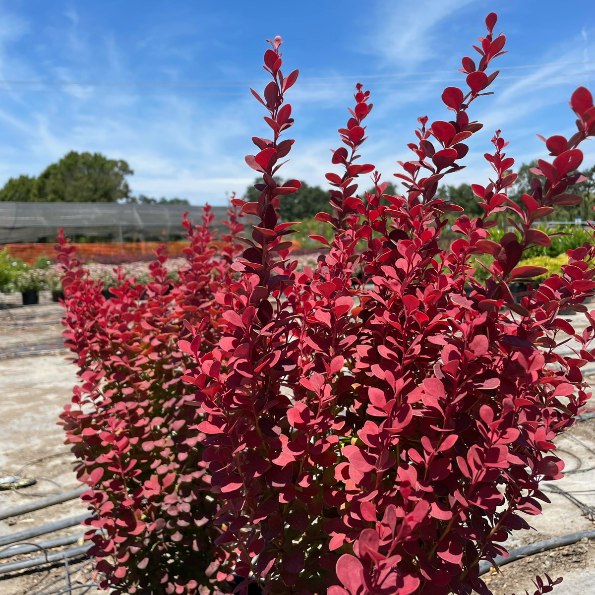 Orange Rocket Barberry