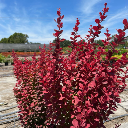 Berberis vulgaris - Orange Berberis