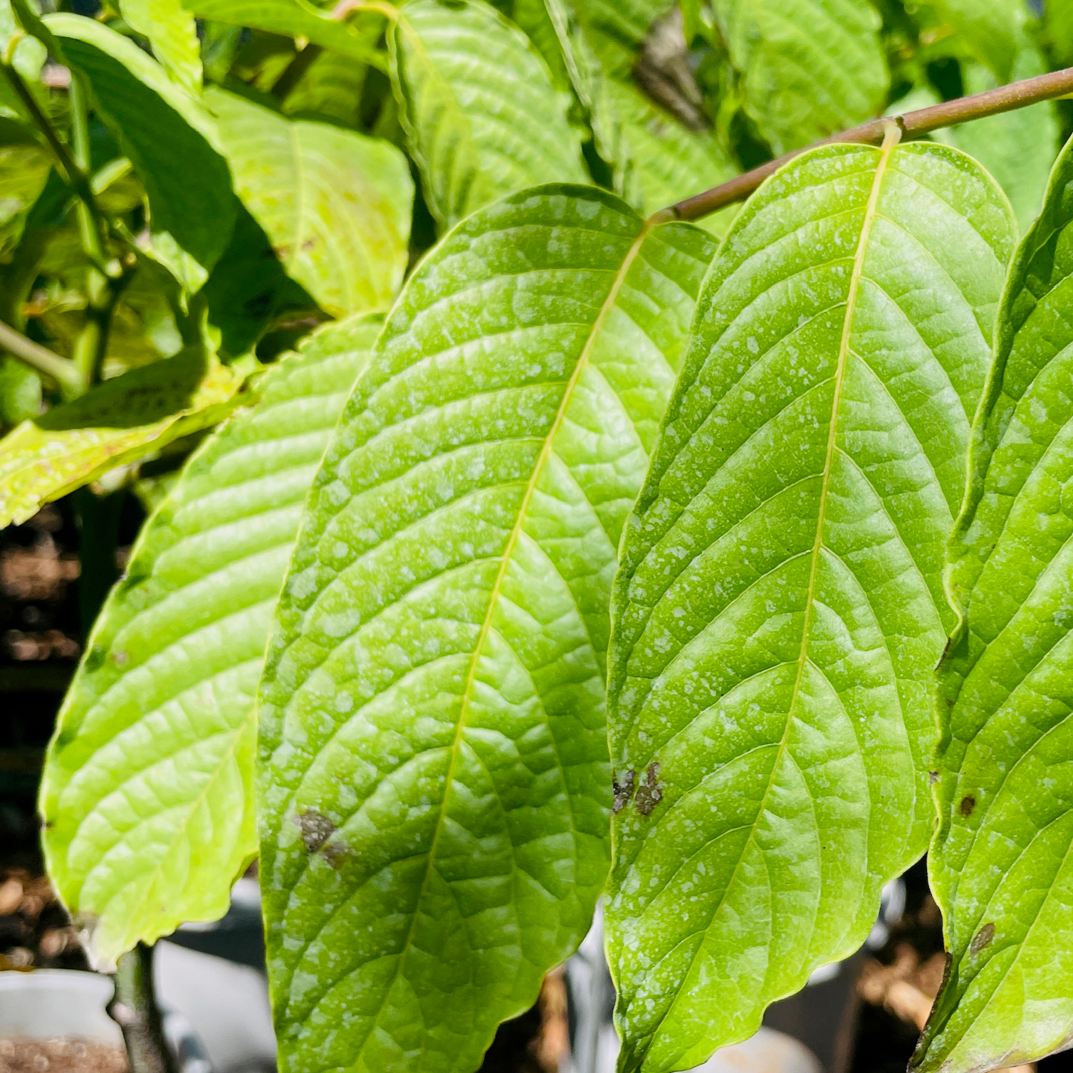 Ylang Ylang