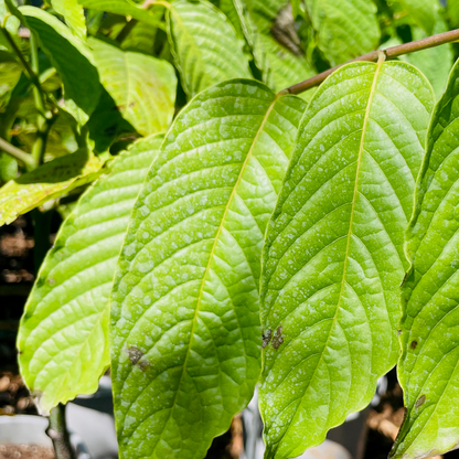 Evergreen Flower Tree-Ylang-Ylang