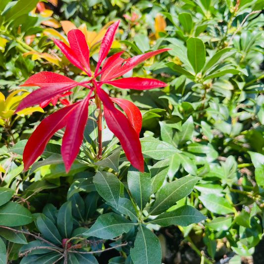 Mountain Fire Japanese Andromeda, Lily of the Valley