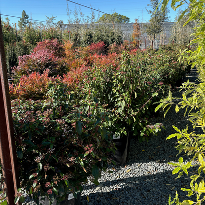 Mediterranean Viburnum 