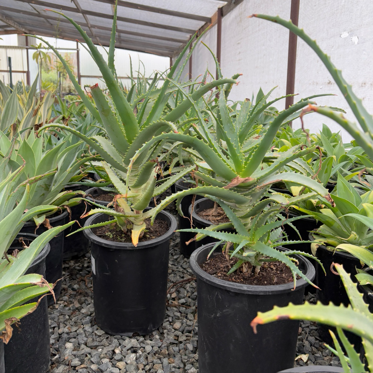 Candelabra Aloe