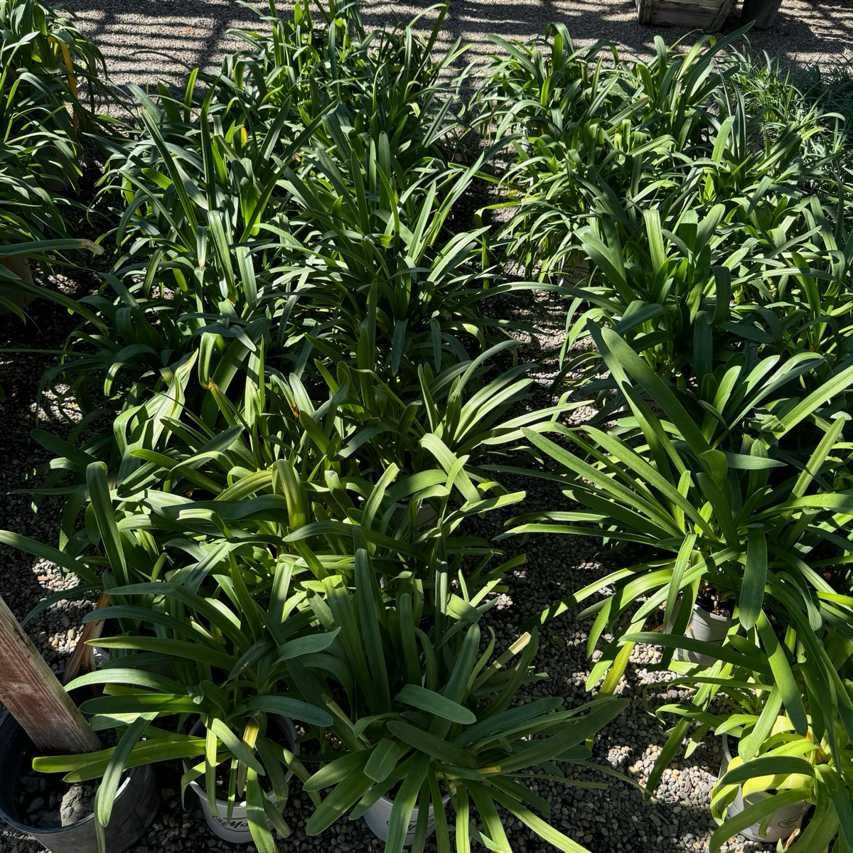 Storm Cloud Lily of the Niie