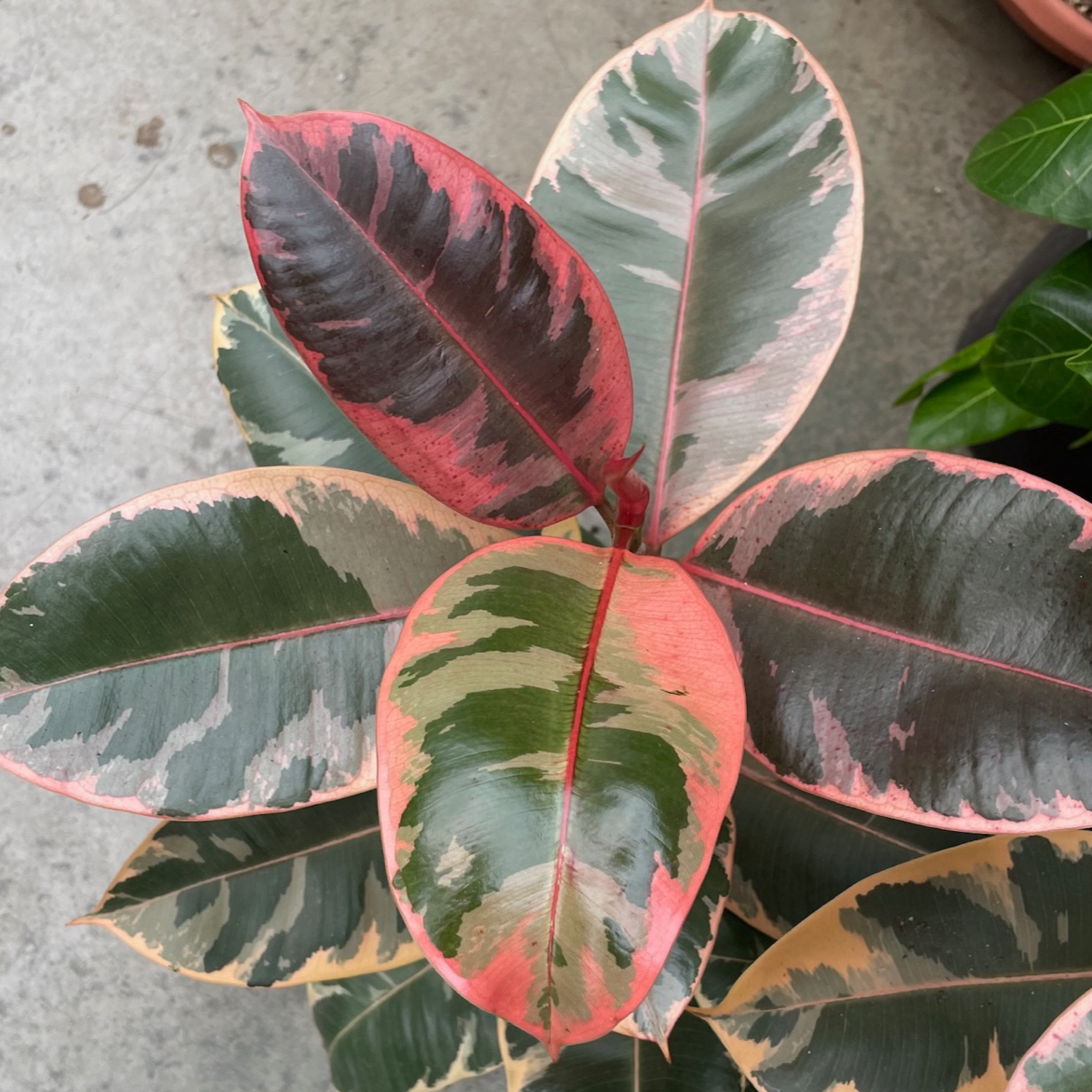 Ruby  Rubber Plant 