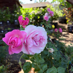 壮花月季-盛装出席