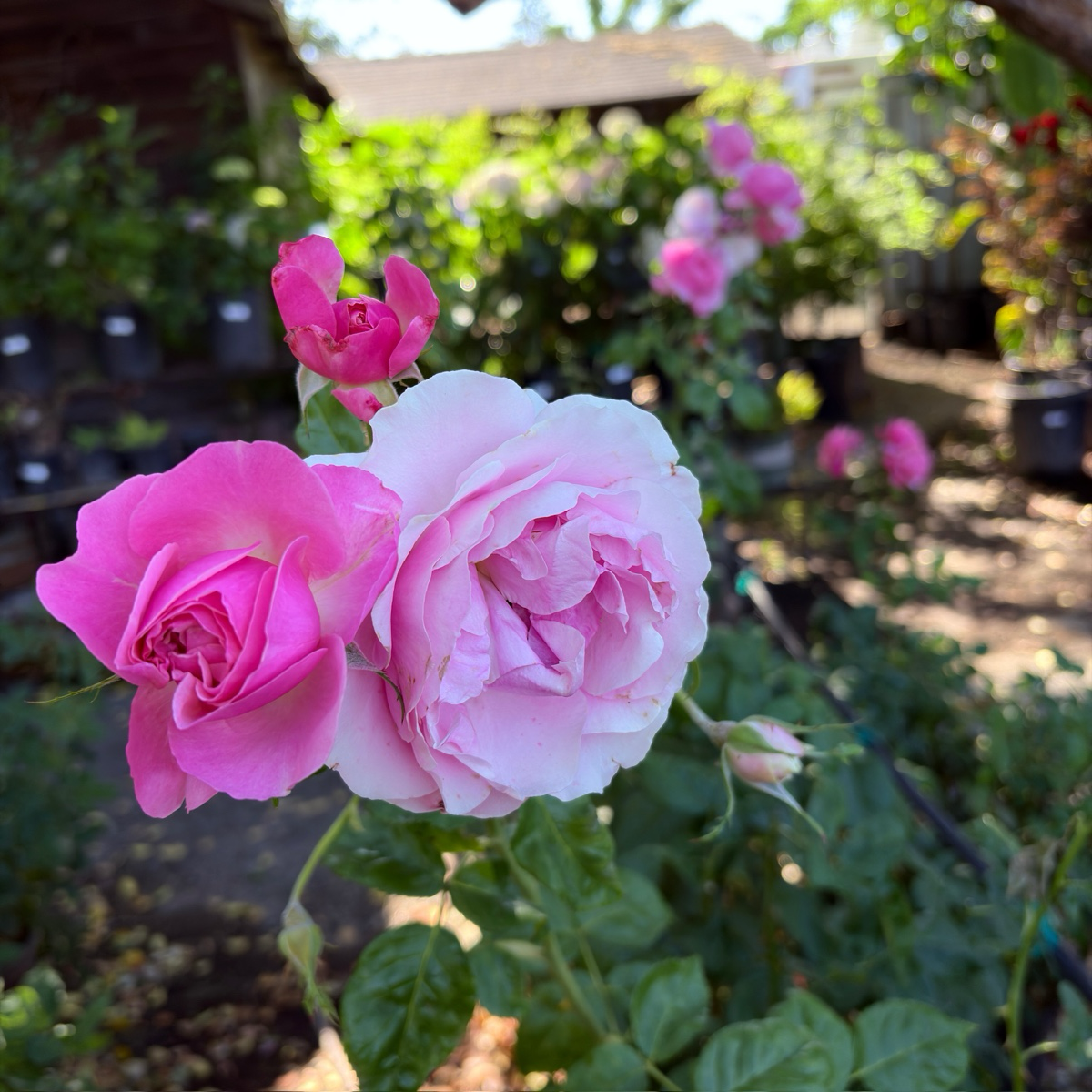 壮花月季-盛装出席