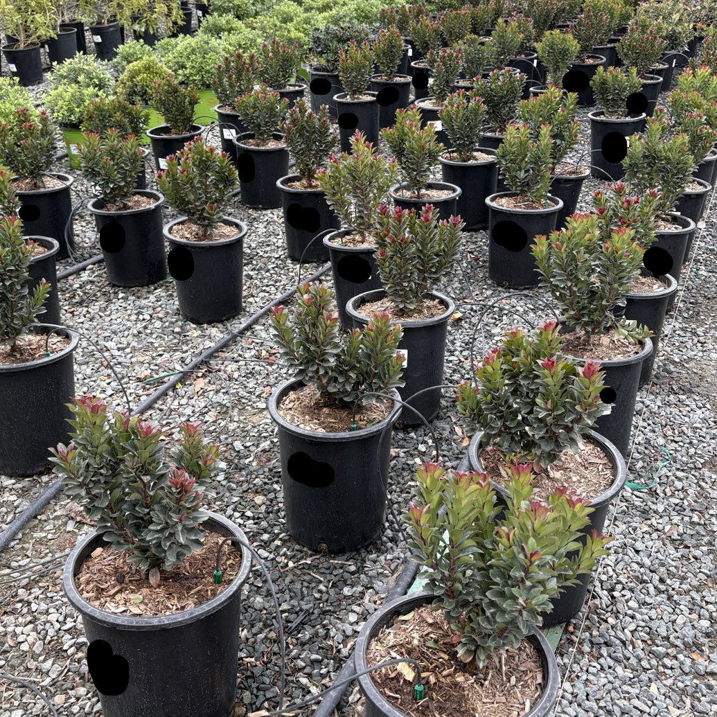 Pink Lady Indian Hawthorn