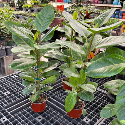 Rubber Tree-Red Guan Gong