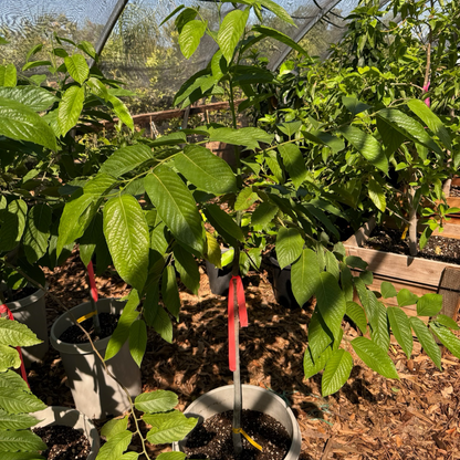 Evergreen Flower Tree-Ylang-Ylang