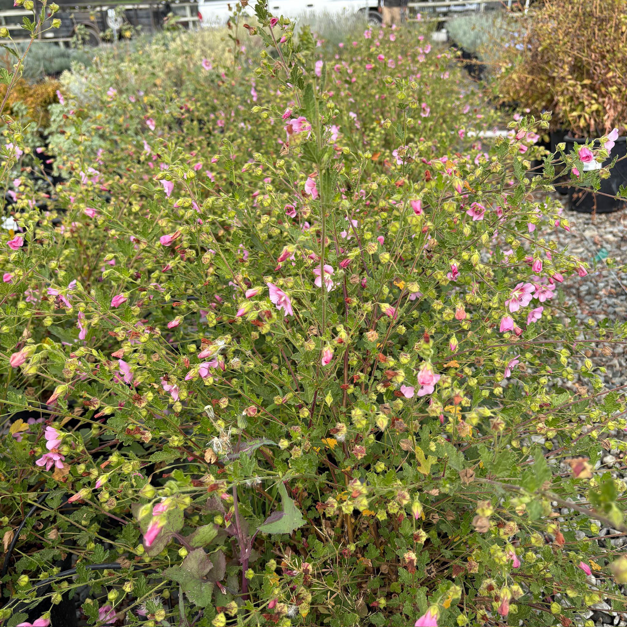 Tara's Pink Cape Mallow