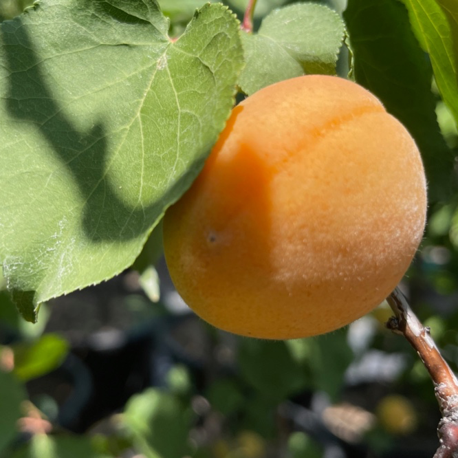 Gold Kist Apricot