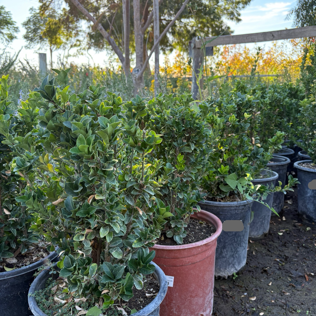 Boxleaf Euonymus