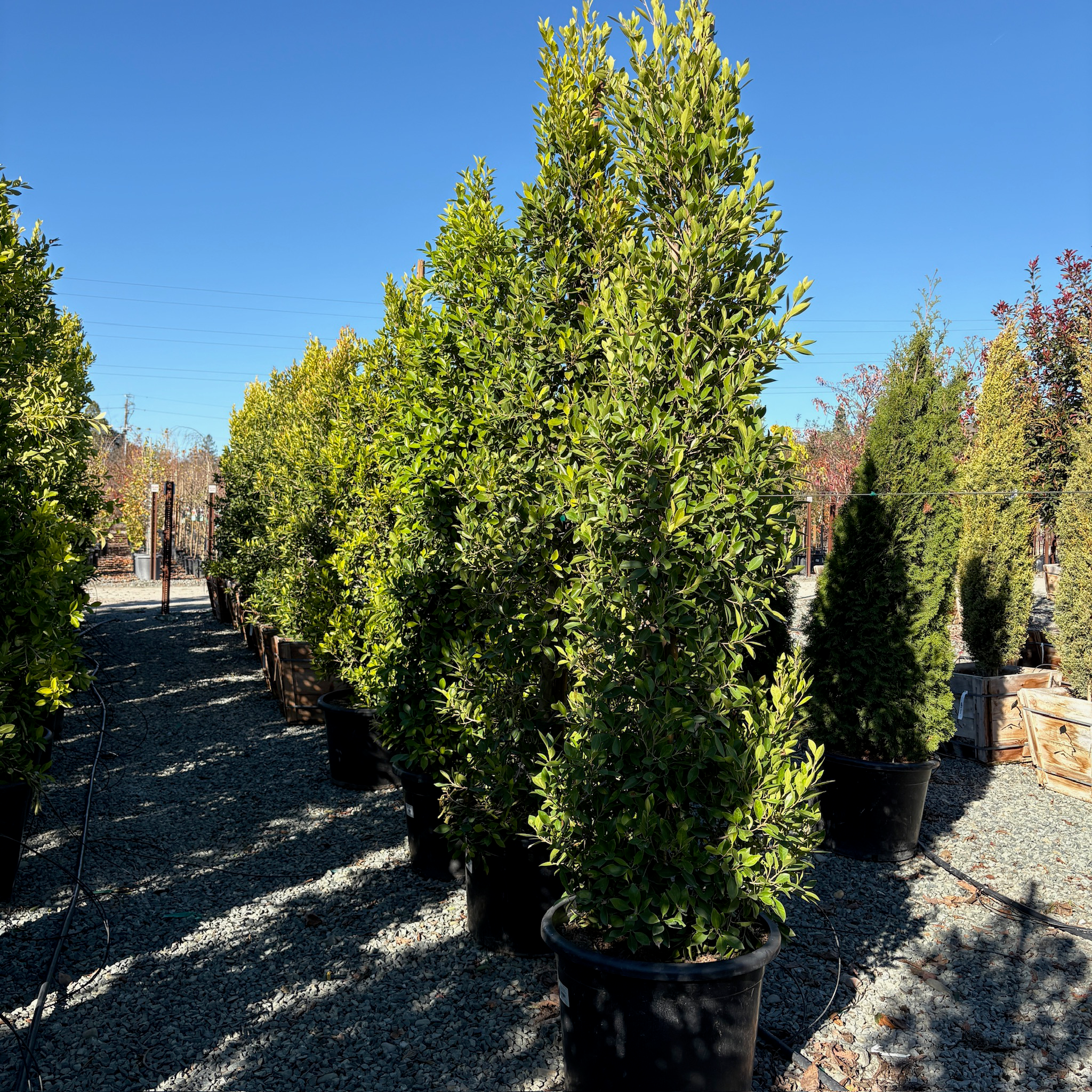 Indian Laurel Fig
