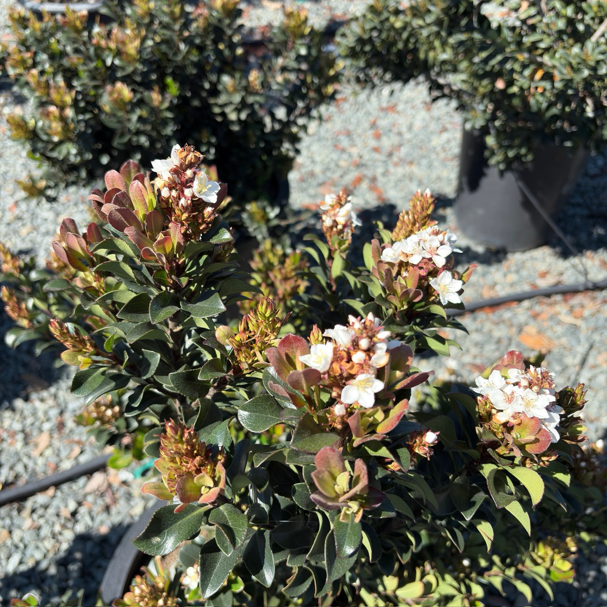 Pink Lady Indian Hawthorn