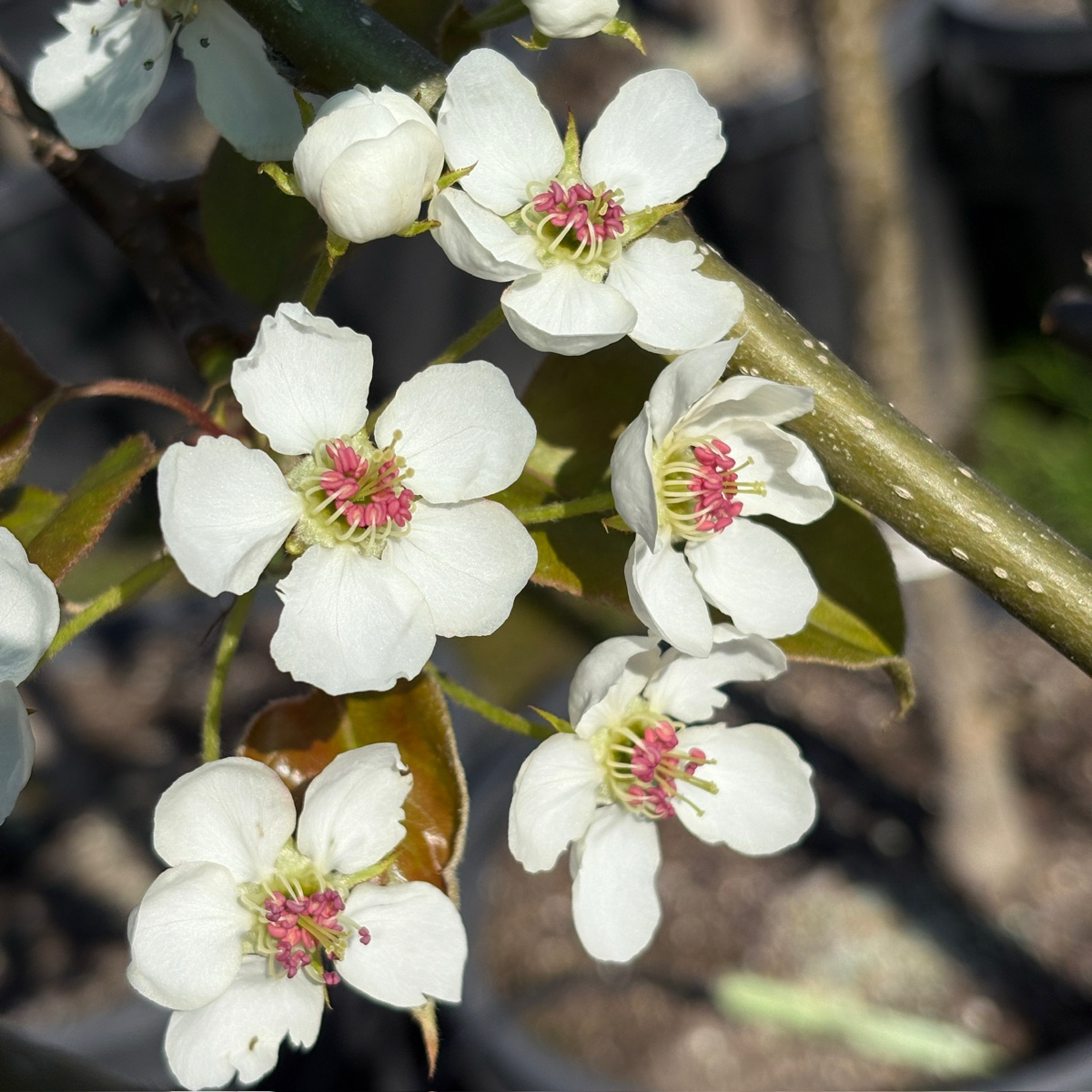 Ya Li Pear Tree